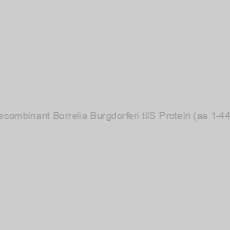 Image of Recombinant Borrelia Burgdorferi tilS Protein (aa 1-440)